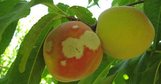 Növényvédelmi teendők – 2023. július 3. hét